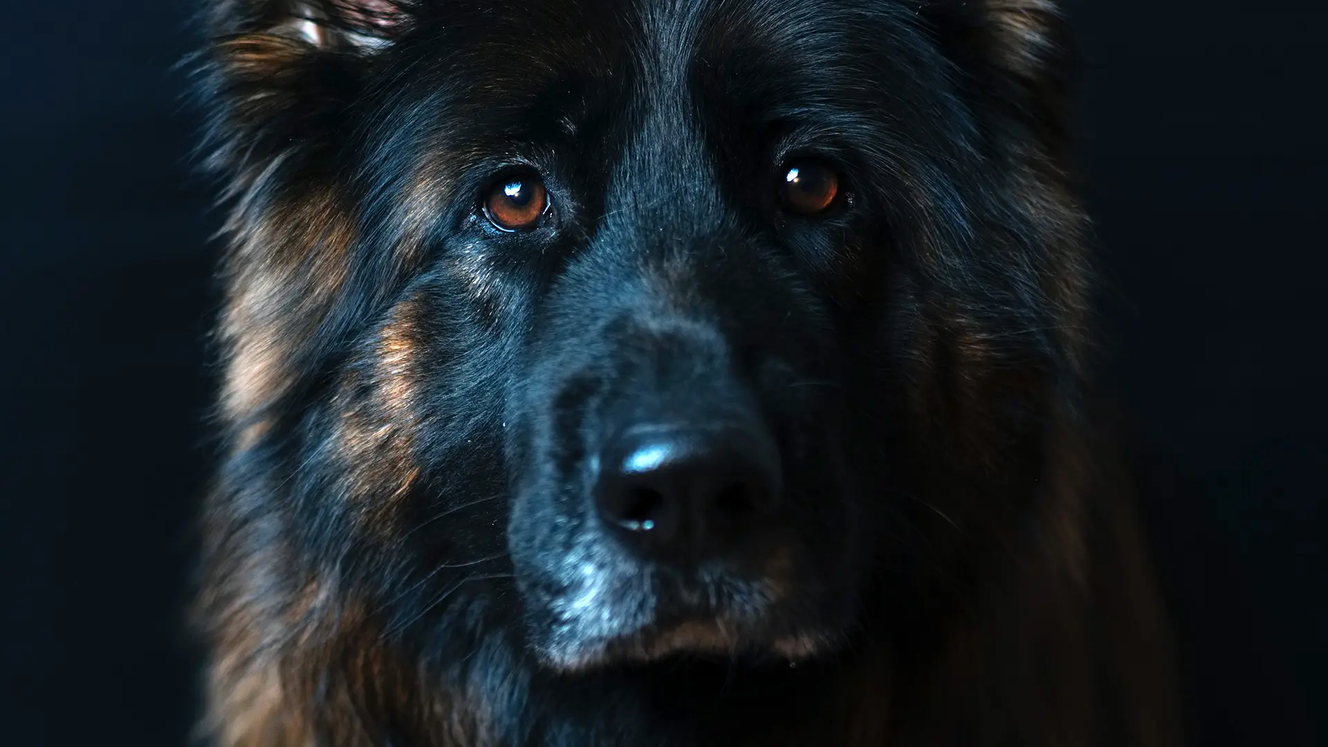 Black and Tan Belgian dog